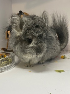 Шиншиллы разных окрасов