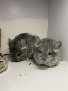 Шиншиллы разных окрасов