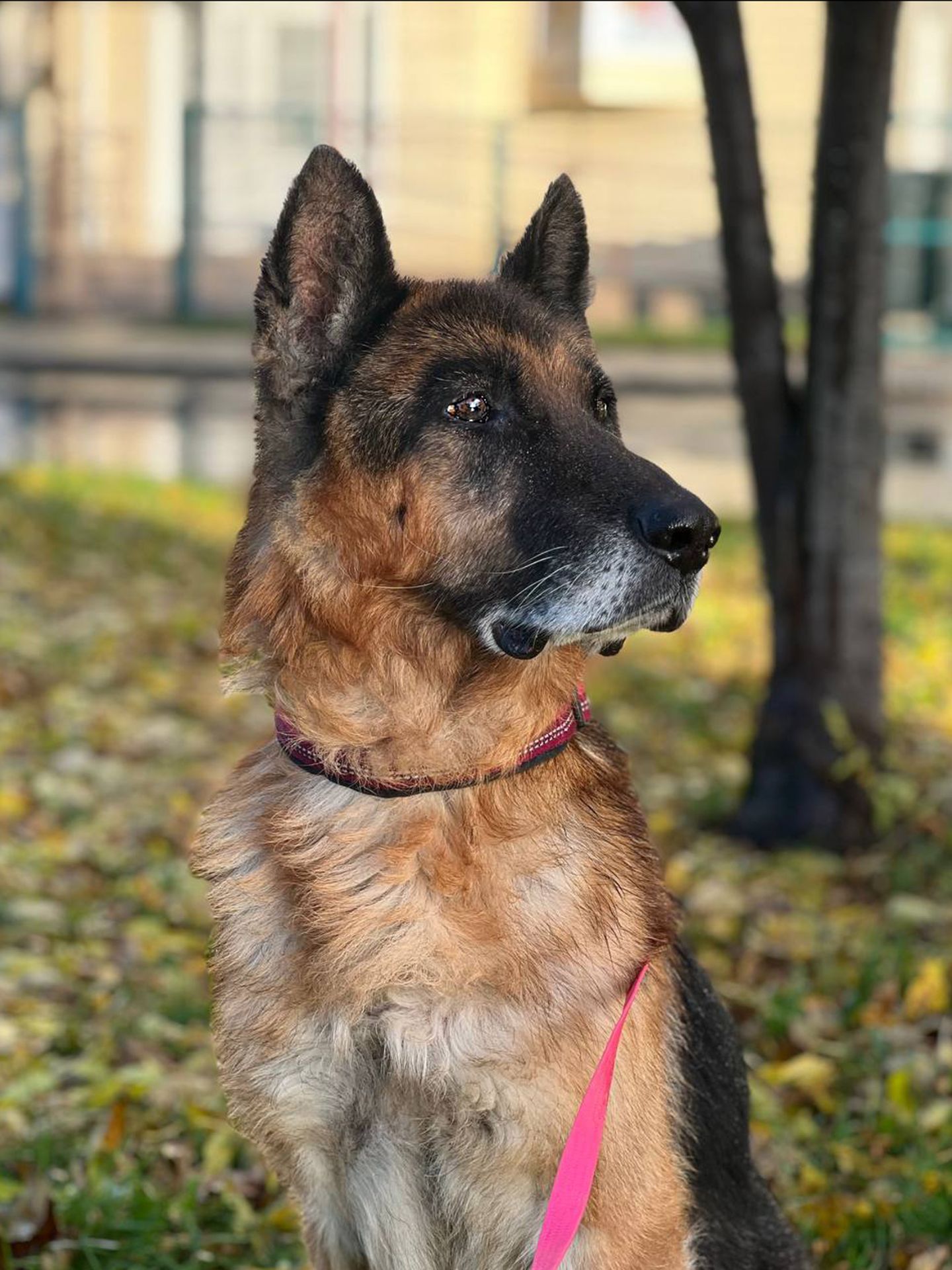 Хворий Рекс мріє про диво