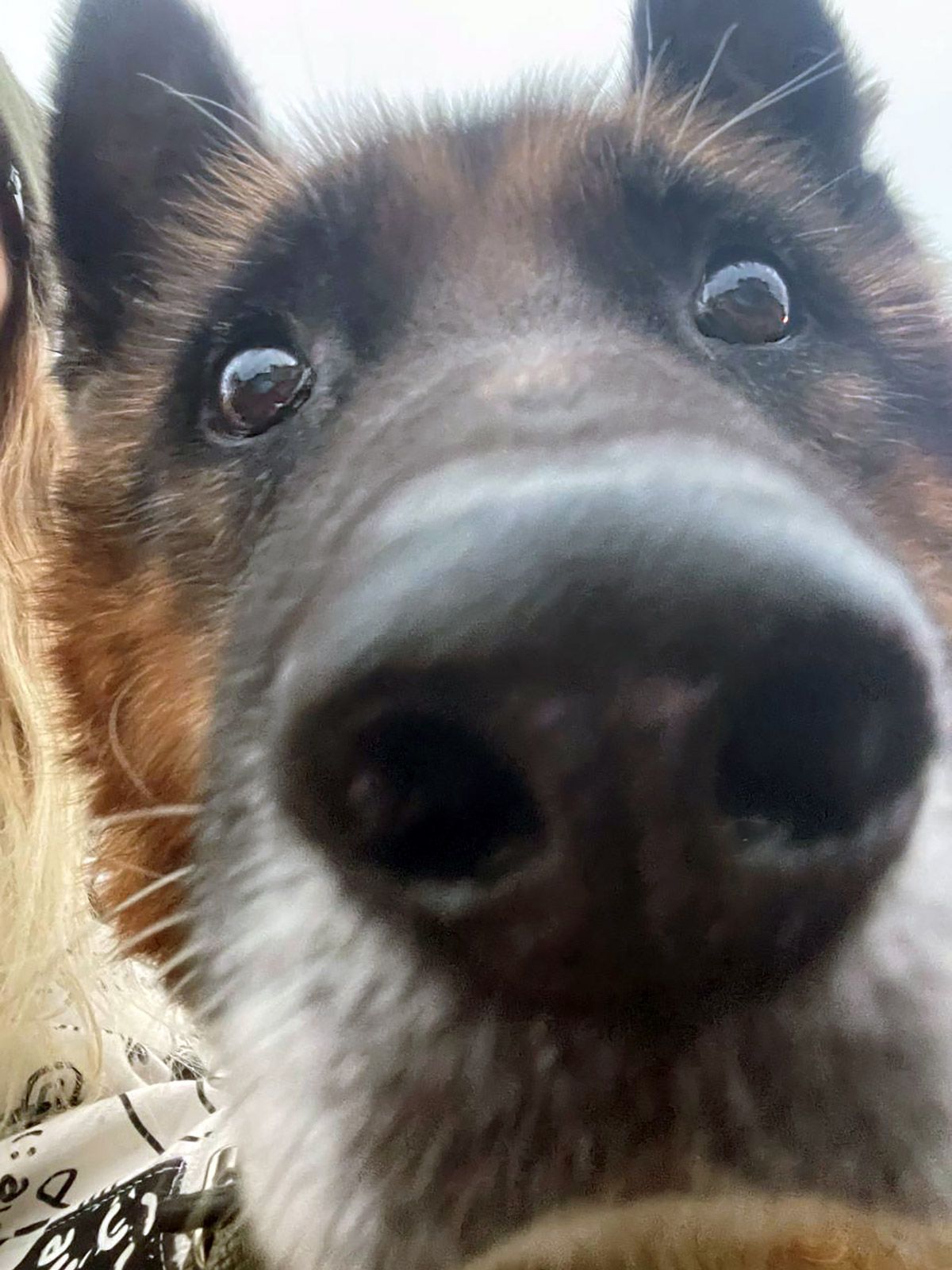 Хворий Рекс мріє про диво