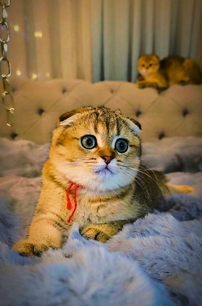 Кошенята шотландські золота тікована шиншила SFS ny25 родовід FCF