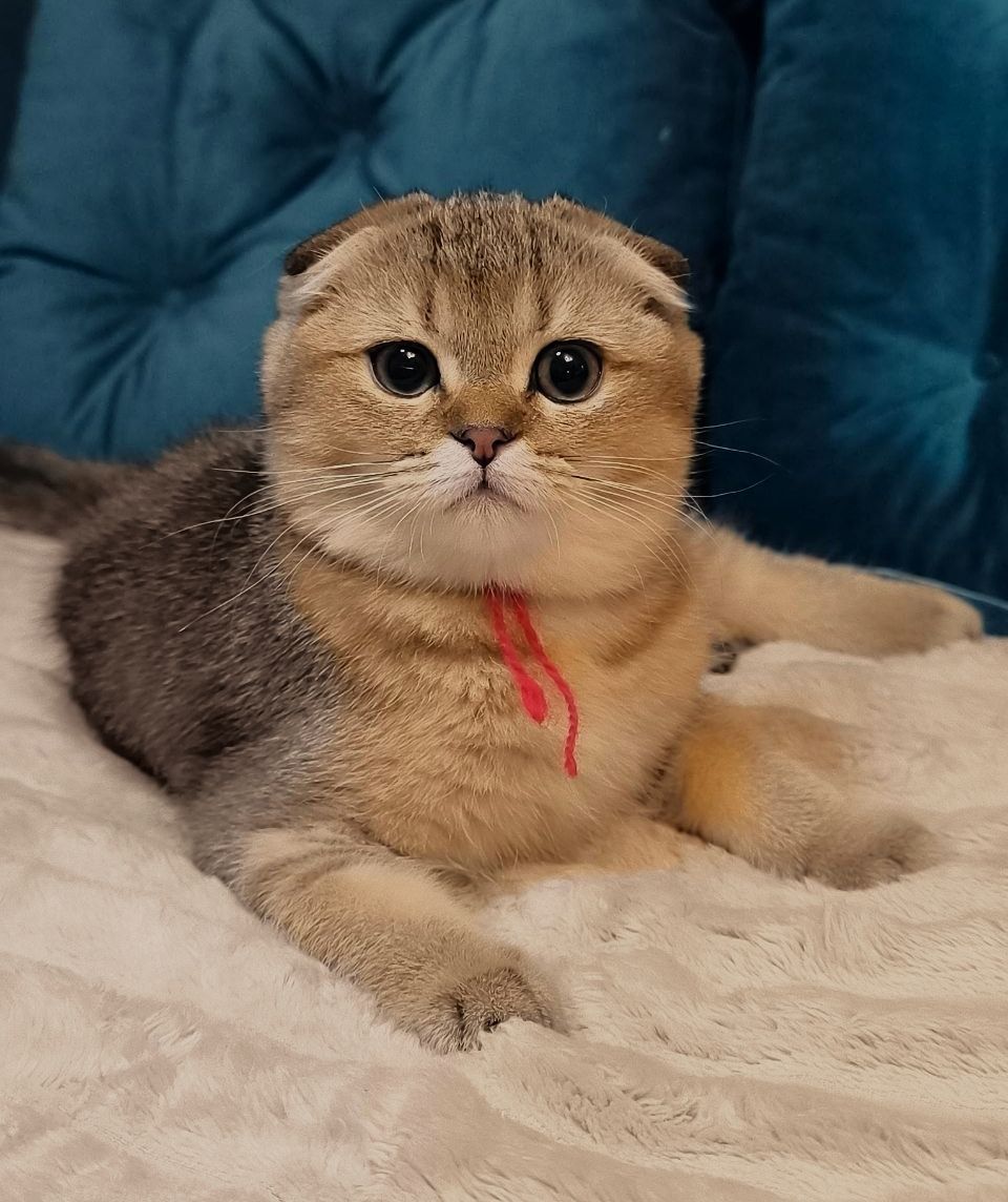 Кошенята шотландські золота тікована шиншила SFS ny25 родовід FCF