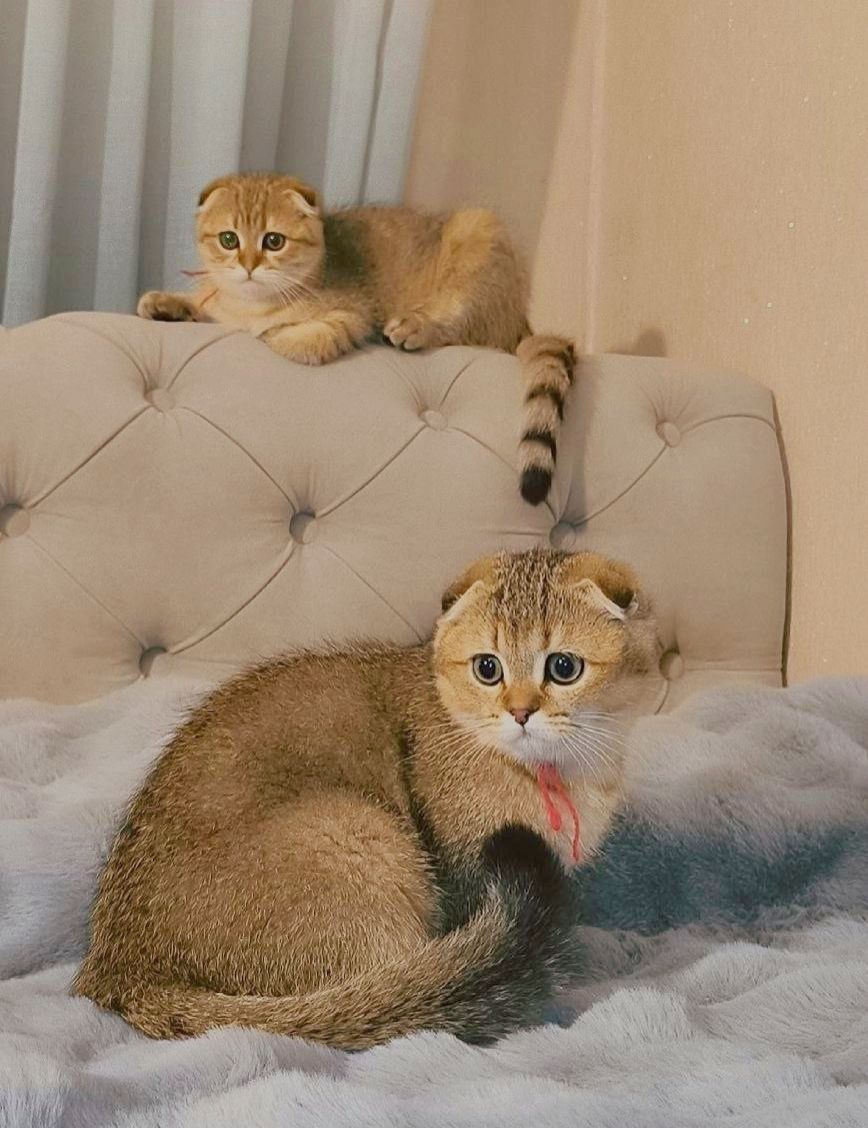 Кошенята шотландські золота тікована шиншила SFS ny25 родовід FCF