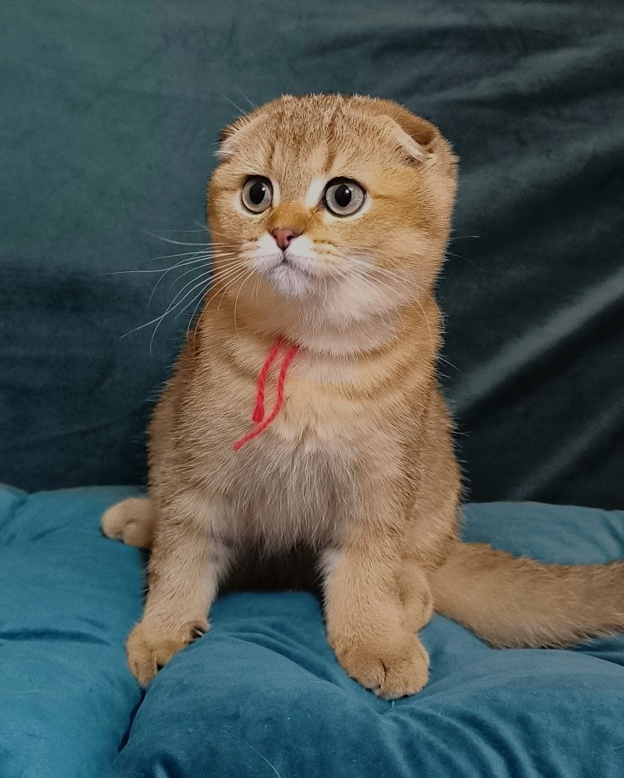 Кошенята шотландські золота тікована шиншила SFS ny25 родовід FCF