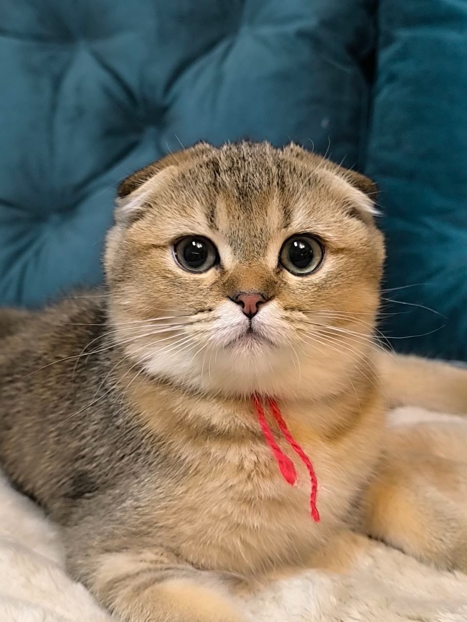 Кошенята шотландські золота тікована шиншила SFS ny25 родовід FCF