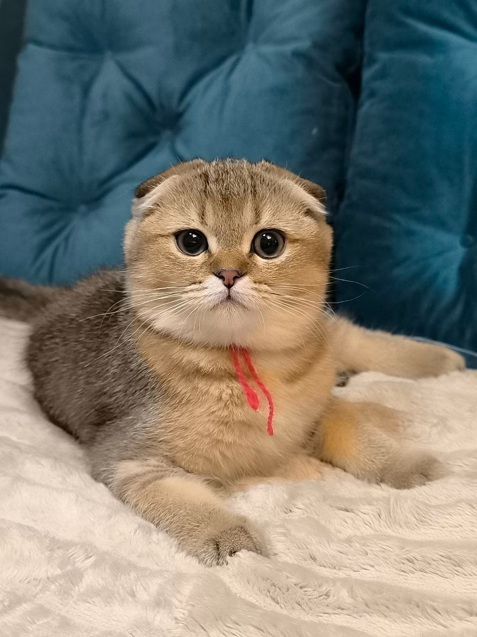 Кошенята шотландські золота тікована шиншила SFS ny25 родовід FCF