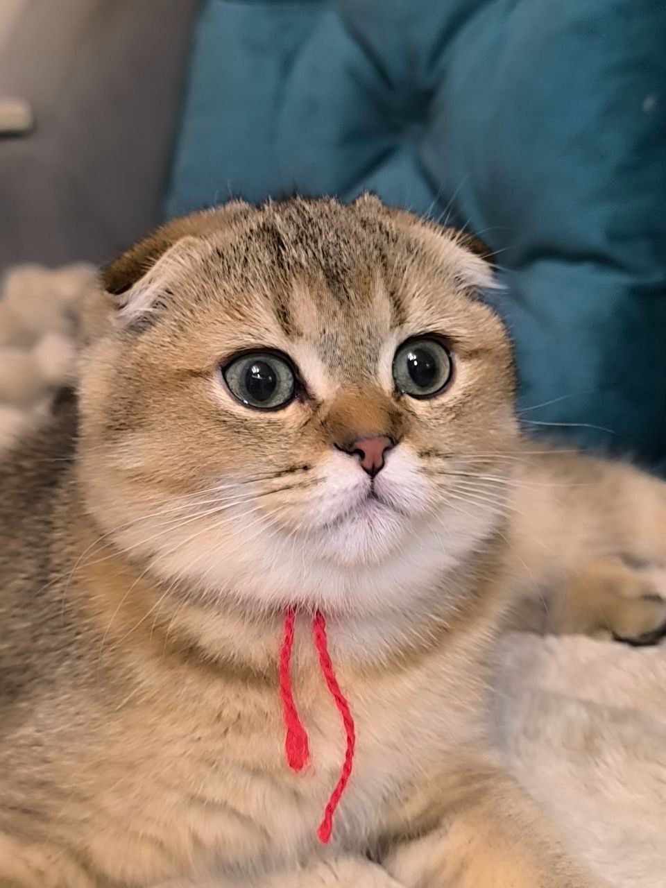 Кошенята шотландські золота тікована шиншила SFS ny25 родовід FCF