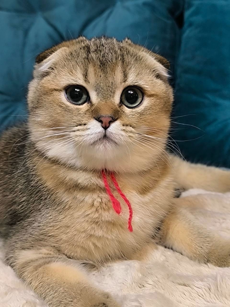 Кошенята шотландські золота тікована шиншила SFS ny25 родовід FCF