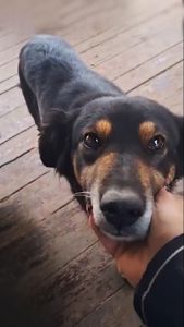 Діна з Сумщини, 3 роки