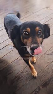 Діна з Сумщини, 3 роки