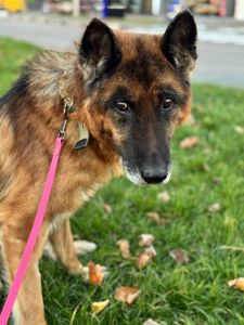 Хворий Рекс мріє про диво