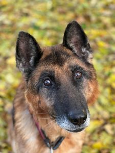 Хворий Рекс мріє про диво