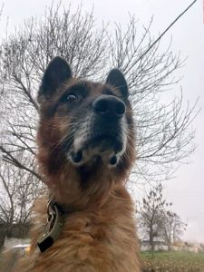 Хворий Рекс мріє про диво