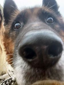 Хворий Рекс мріє про диво