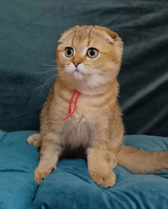 Кошенята шотландські золота тікована шиншила SFS ny25 родовід FCF