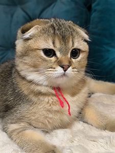 Кошенята шотландські золота тікована шиншила SFS ny25 родовід FCF