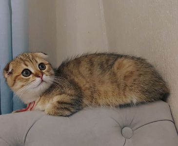 Кошенята шотландські золота тікована шиншила SFS ny25 родовід FCF