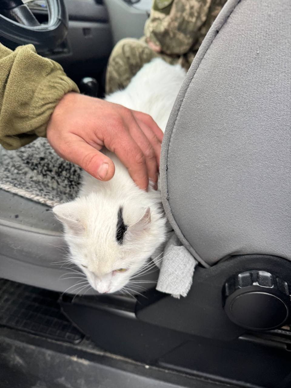 Кошеня шукає свої люблячі ручки