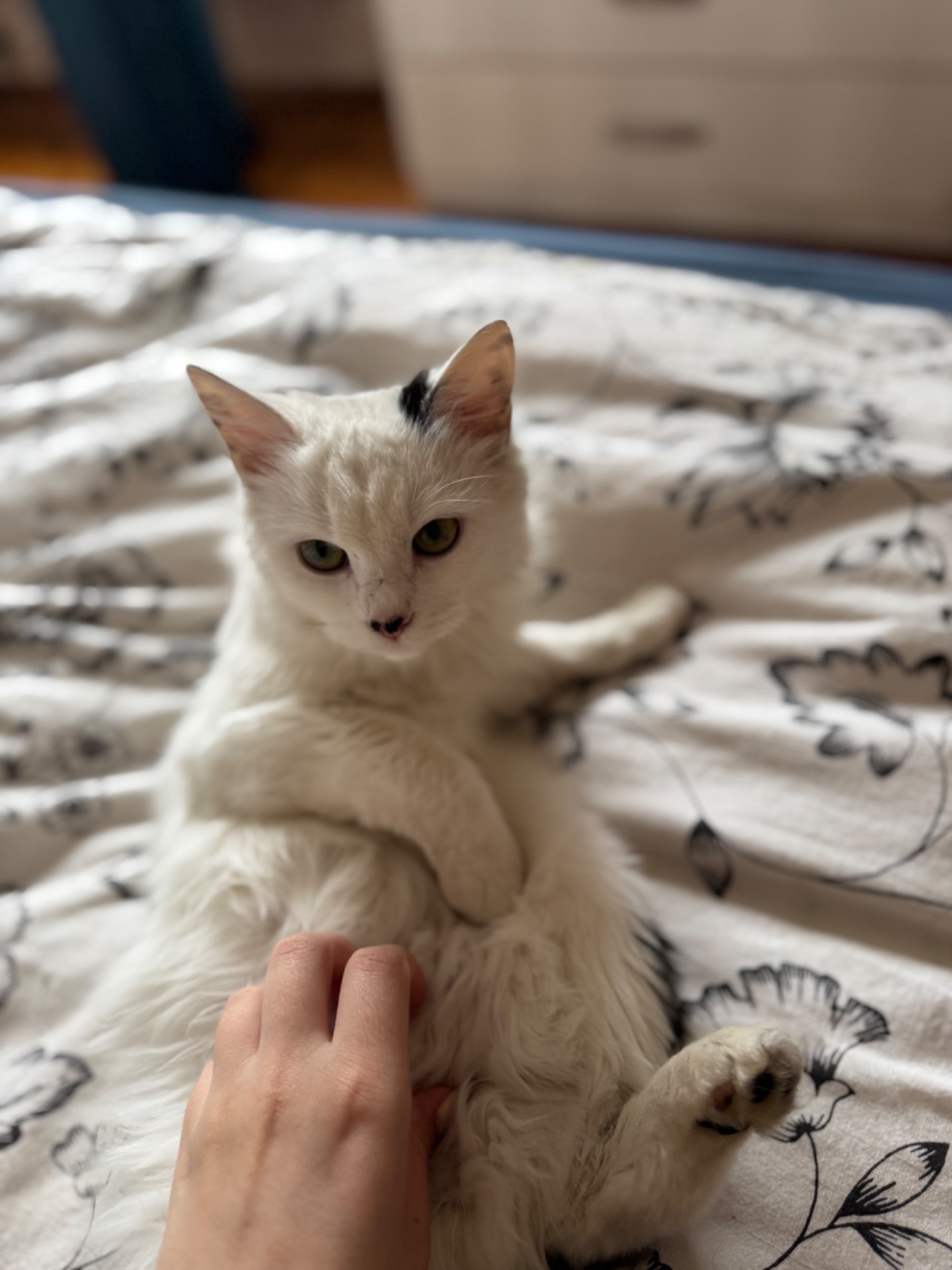 Кошеня шукає свої люблячі ручки