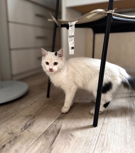 Кошеня шукає свої люблячі ручки