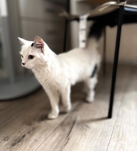 Кошеня шукає свої люблячі ручки