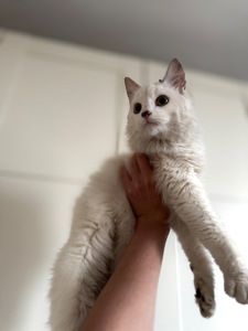 Кошеня шукає свої люблячі ручки