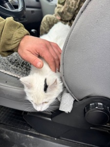 Кошеня шукає свої люблячі ручки