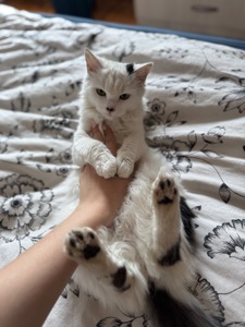 Кошеня шукає свої люблячі ручки