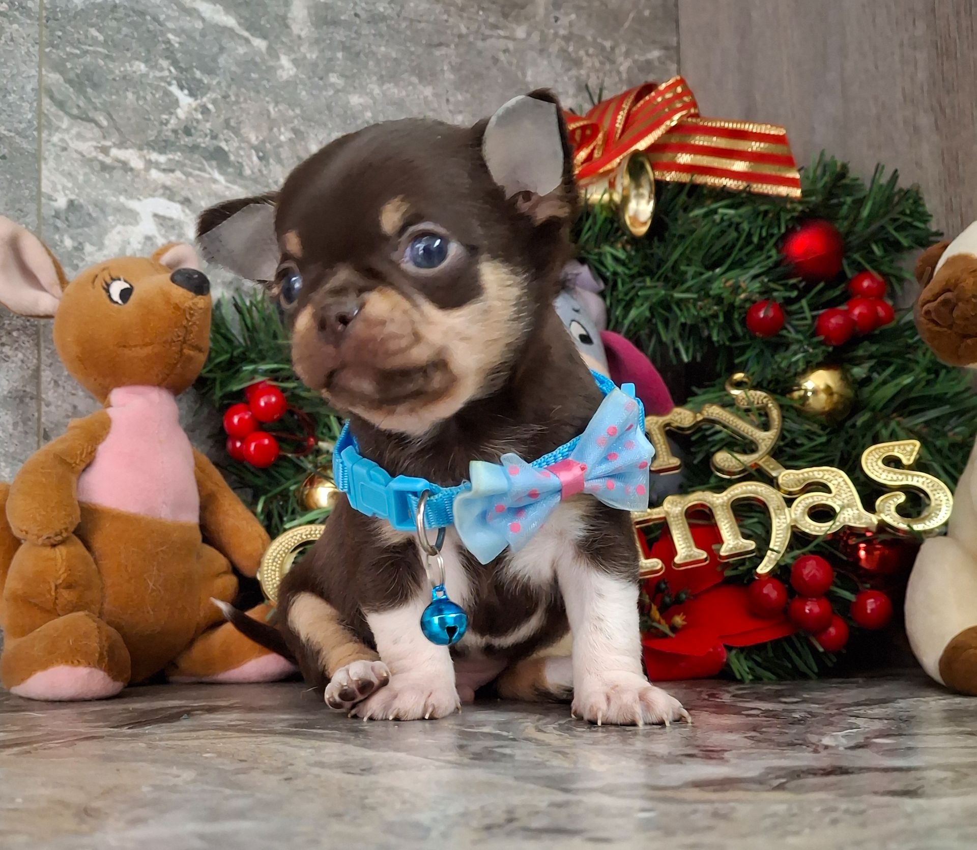 Щенки чихуахуа