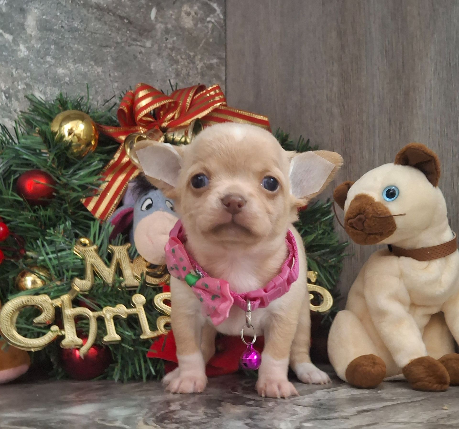 Щенки чихуахуа