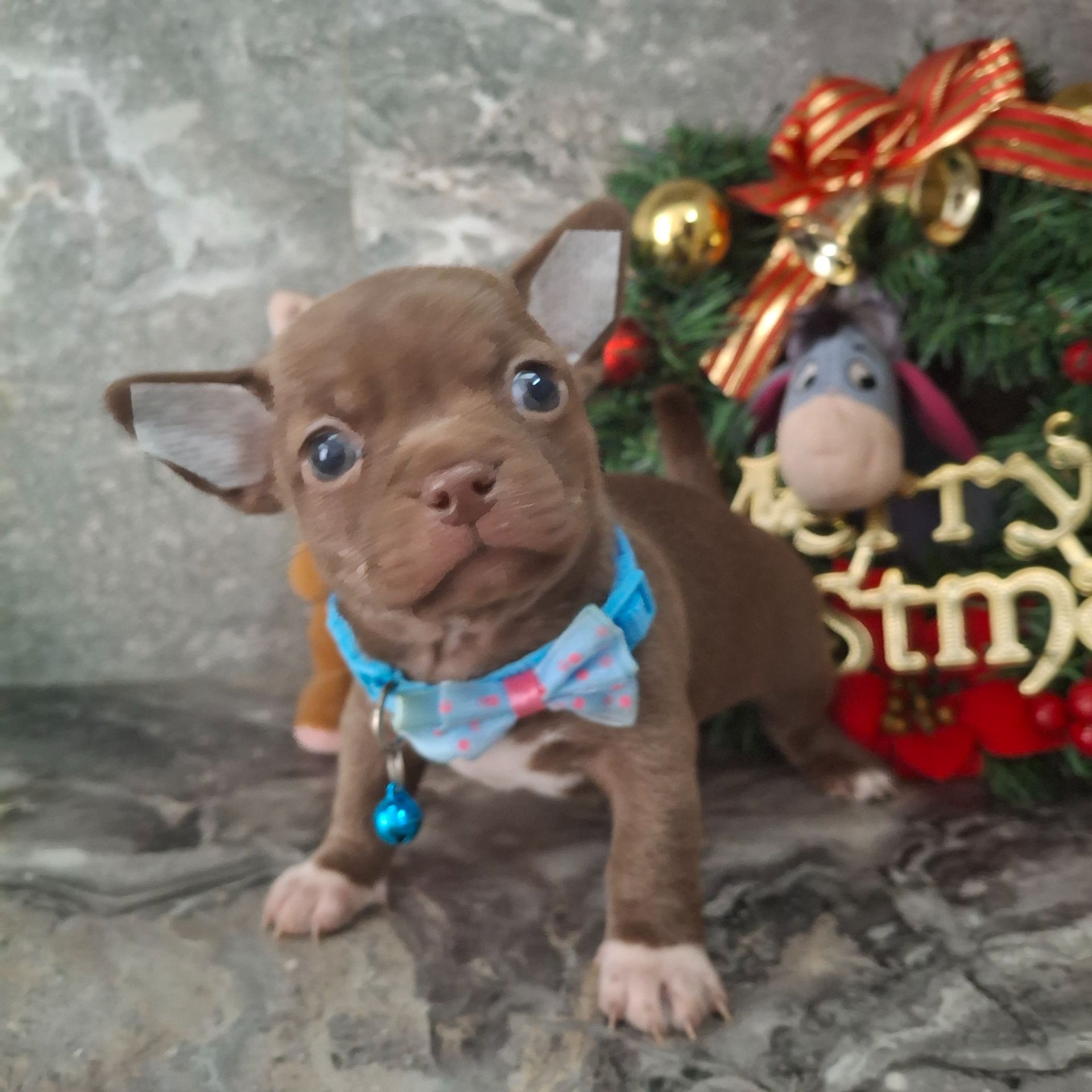 Щенки чихуахуа