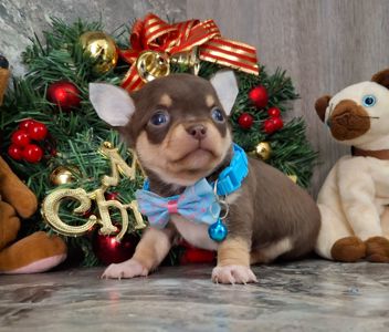 Щенки чихуахуа