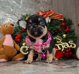 Щенки чихуахуа