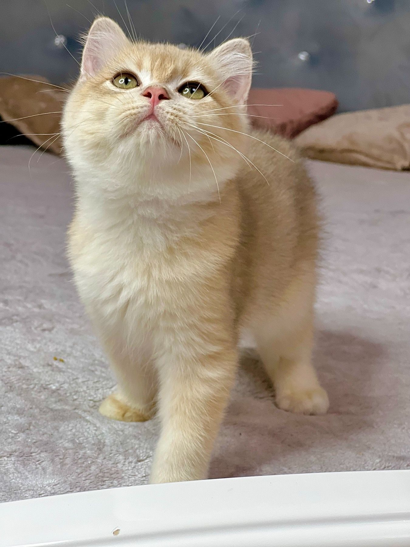 Британська золота шиншилла