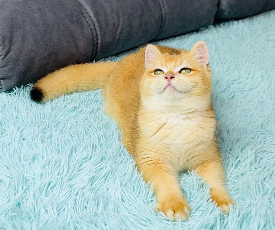 Британська золота шиншилла