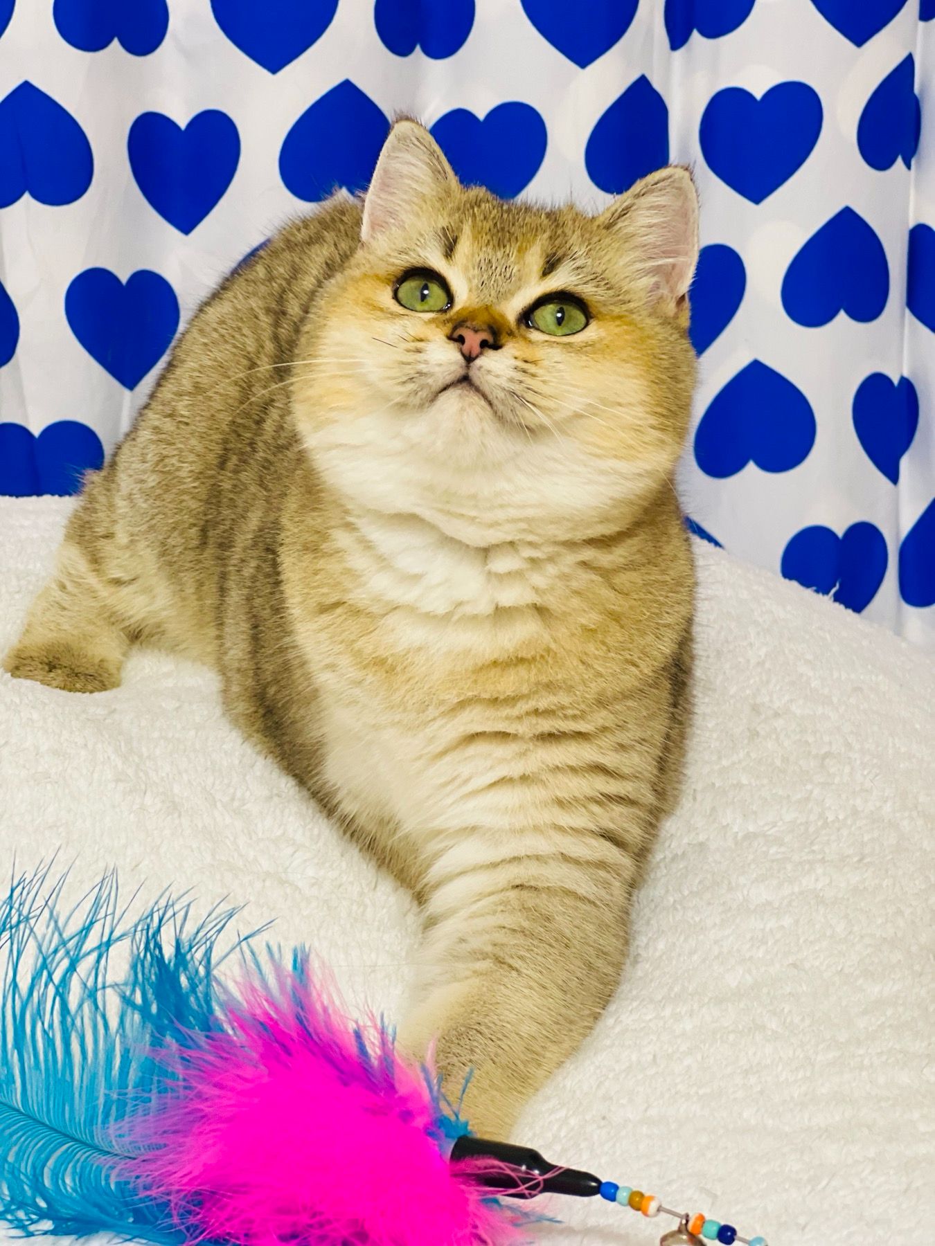 Британська золота шиншилла