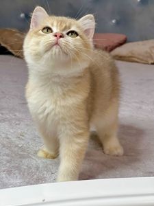 Британська золота шиншилла