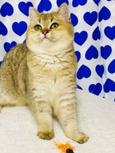 Британська золота шиншилла