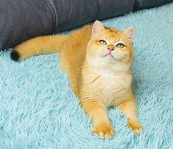 Британська золота шиншилла