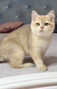 Британська золота шиншилла