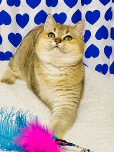 Британська золота шиншилла