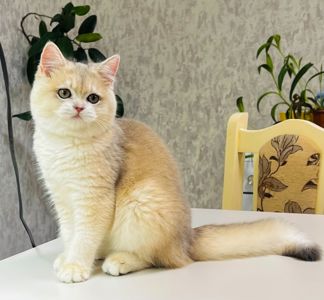 Британська золота шиншилла