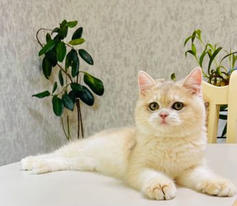 Британська золота шиншилла