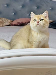 Британська золота шиншилла