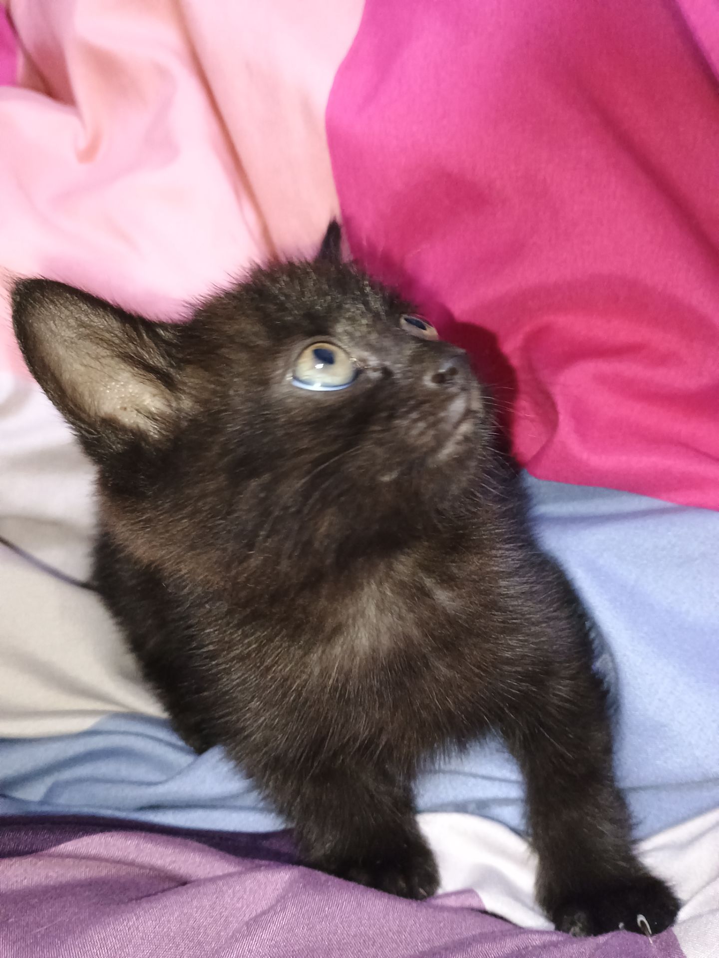 Котеня, дівчинка