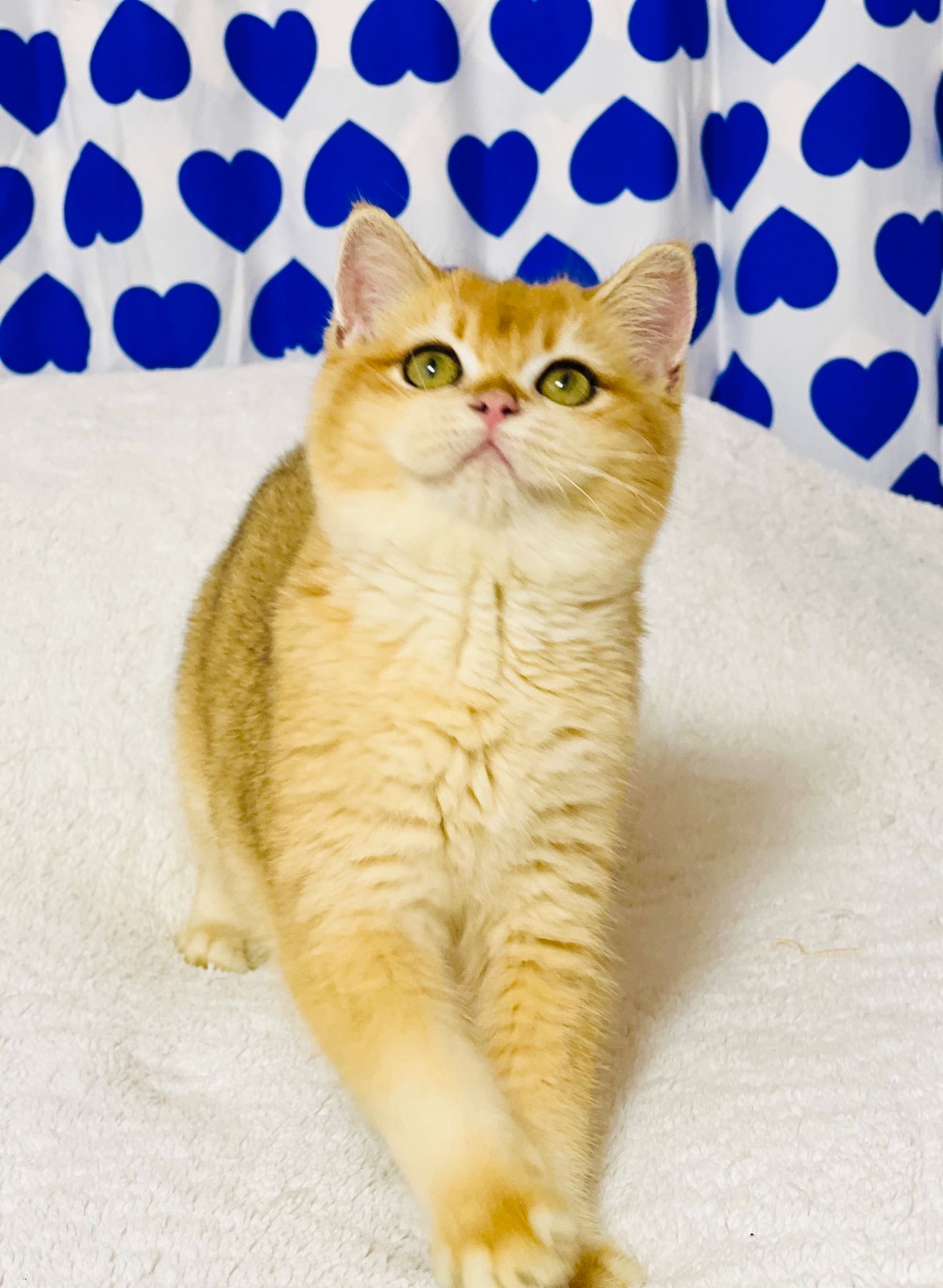 Британська золота шиншилла