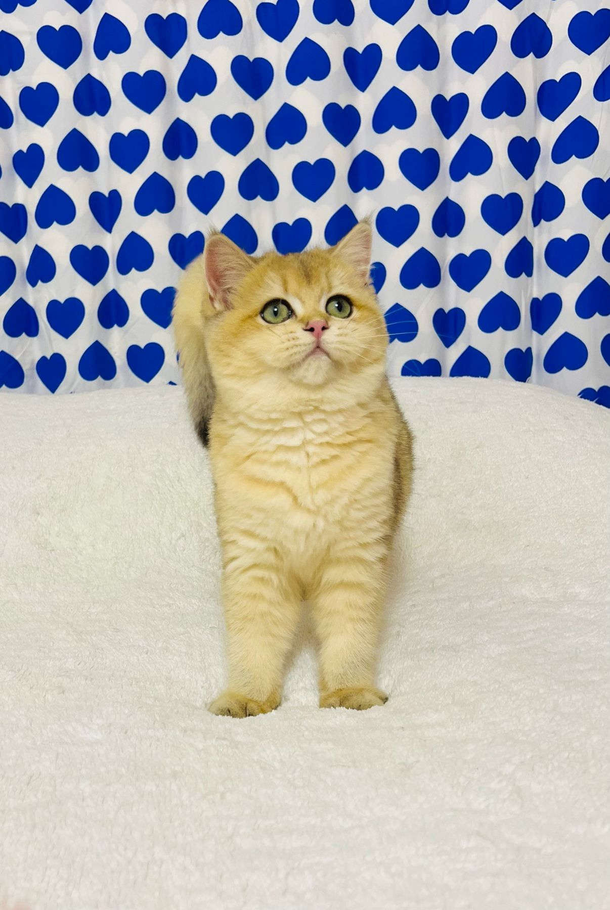 Британська золота шиншилла