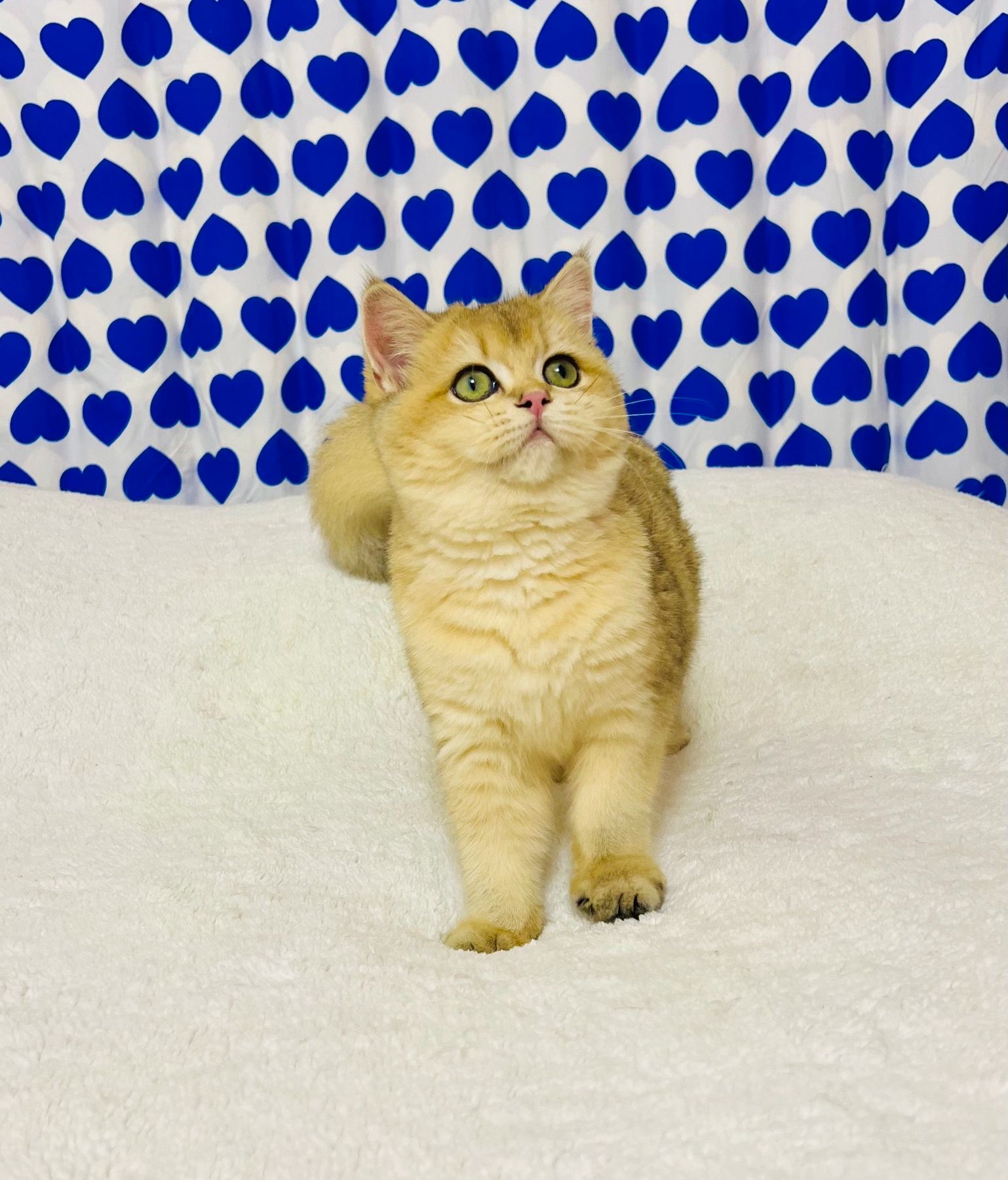 Британська золота шиншилла