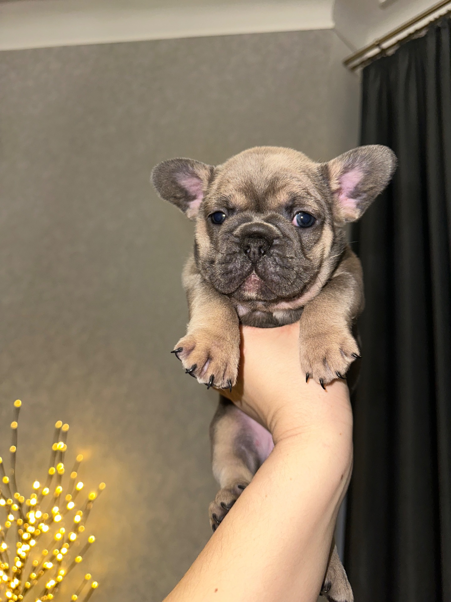 Цуценя французького бульдога