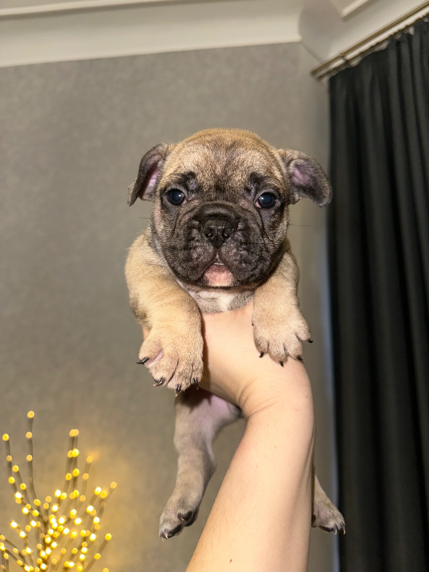 Цуценя французького бульдога